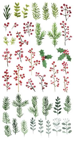 watercolor christmas plants and berries on a white background