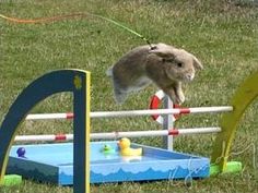 a rabbit jumping over an obstacle in the grass