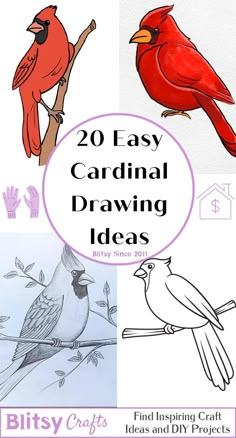 birds and flowers with the title 20 easy cardinal drawing ideas