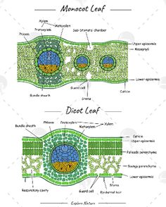 the diagram shows different parts of an animal's cell and how they are made