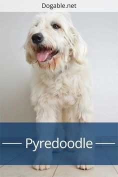 a white dog standing in front of a wall with the words pyrredoodle on it