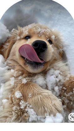 a dog is laying in the snow with its tongue out and it's tongue hanging out