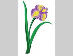 a purple and yellow flower with green stems on a white backgrounge background