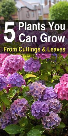 purple and pink flowers with the title 5 plants you can grow from cuttings & leaves