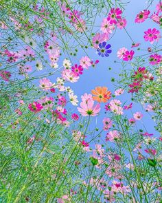 the sky is filled with lots of colorful flowers