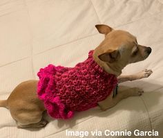 a small dog wearing a pink sweater on top of a bed