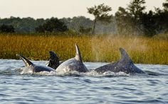 three dolphins are swimming in the water near tall grass and trees, with spray coming from their mouths