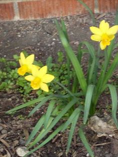 Spring flowers and Verdi tuning A 432 HZ Stay Safe, The Outdoors, Spring Time, Plants