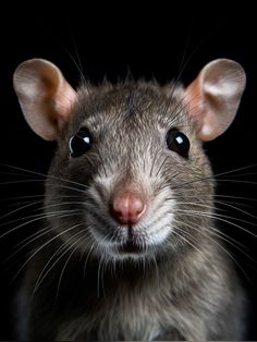 a gray rat looking at the camera with its eyes wide open and it's head slightly tilted