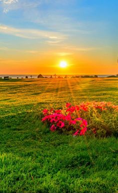 the sun is setting over an open field with flowers