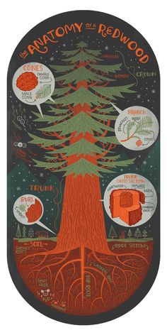 the anatomy of a redwood tree