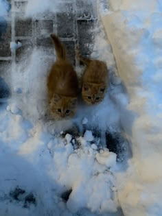 two kittens are playing in the snow