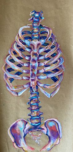 a drawing of a human skeleton is shown in pastel and pencil on brown paper