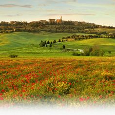 a green field with red flowers in the foreground and a castle on top of a hill behind it