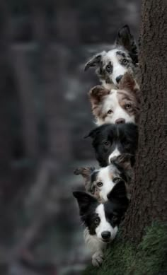 four dogs are looking out from behind a tree