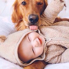 a brown dog laying on top of a bed next to a baby and a teddy bear