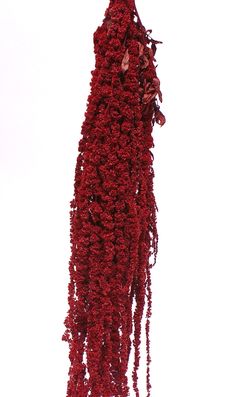 red flowers hanging from the ceiling in front of a white background