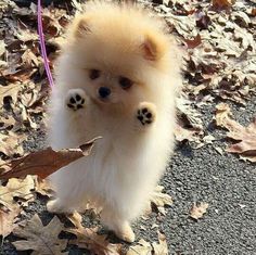 a small white dog standing on its hind legs