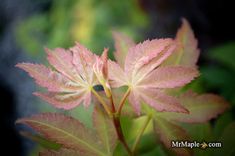 a close up view of some pink leaves