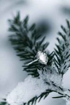 a diamond ring sitting on top of a snow covered pine tree branch in the snow