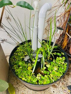 there are plants in the potted planter with water and rocks on the ground