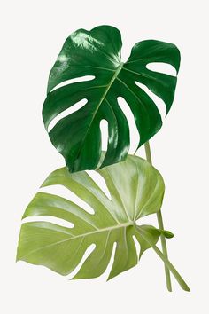 a large green leaf sitting on top of a white surface