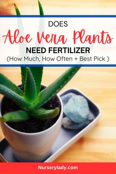 an aloe vena plant in a white pot with text overlay that reads does aloe vena plants need fertiizer how much, how often and best pick?