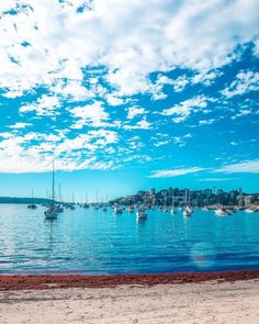 seaweed at rose bay beach in sydney harbour