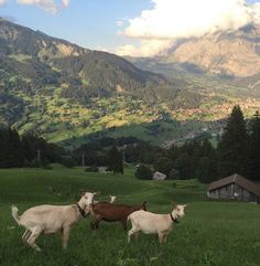 some goats are standing in the grass and mountains behind them, with houses on the other side