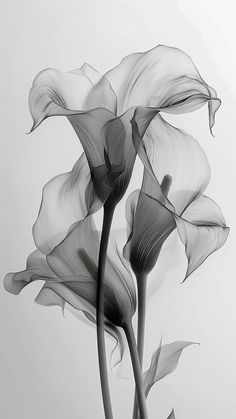 black and white photograph of three flowers with long stems in front of a gray background