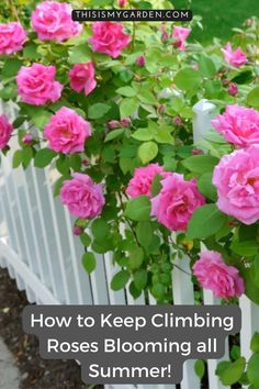 pink roses blooming over a white picket fence with the words how to keep climbing roses blooming all summer