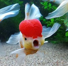 a goldfish with a red hat on its head