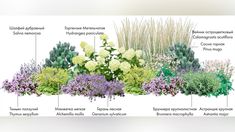 the different types of flowers and plants are shown in this graphic above it's description