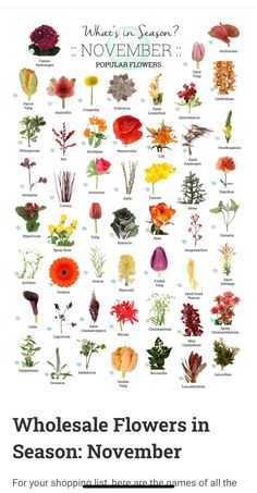 a poster with flowers in different colors and names on the front, which reads wholesale flowers in season november