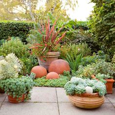 a garden filled with lots of different types of plants