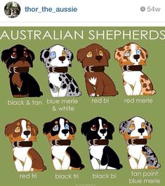 the australian shepherds are all different colors and sizes