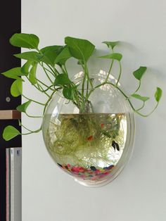 a fish bowl filled with water and plants