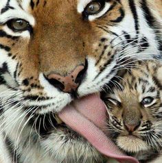 an adult tiger and two baby tigers with their tongue hanging out to each other's mouths