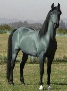 a black horse standing on top of a lush green field