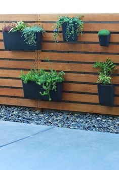 there are many plants in the black pots on the wooden board wall, and one plant is growing out of it