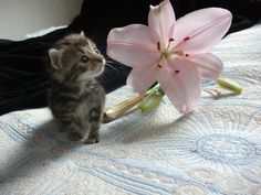 a small kitten standing on top of a bed next to a pink flower