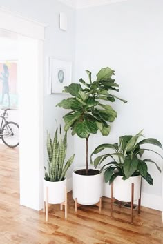 three potted plants sitting on top of a wooden floor next to a white wall