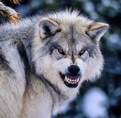 a wolf with its mouth open and teeth wide open, looking at the camera while standing in front of snow covered trees