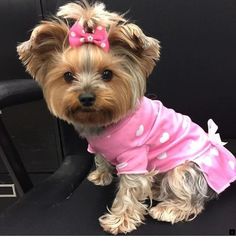 a small dog sitting on top of a chair wearing a pink shirt with white polka dots