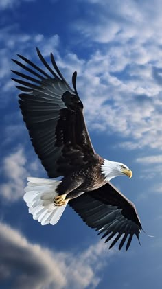 an eagle soaring through the air with its wings spread