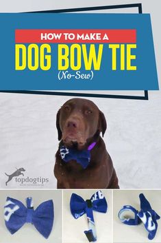 how to make a dog bow tie no - sew with pictures and instructions for dogs