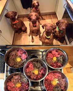 four dogs are sitting in the kitchen and one is looking up at something with an egg on it