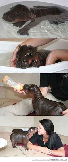 the woman is bathing her baby hippopotamus in the bathtub and then giving it a drink