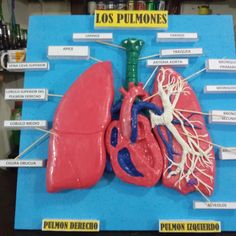 a model of the human heart and lungs on display in a museum case with labels about its functions