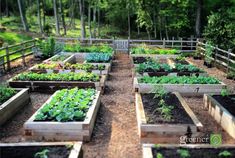 an outdoor garden with many different types of plants and vegetables growing in the ground, surrounded by trees